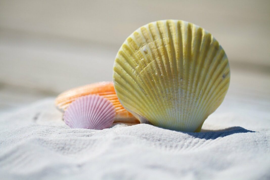 Pourquoi le Litecoin fait partie des cryptomonnaies à acheter cet été - pixabay - shells-792912_1280