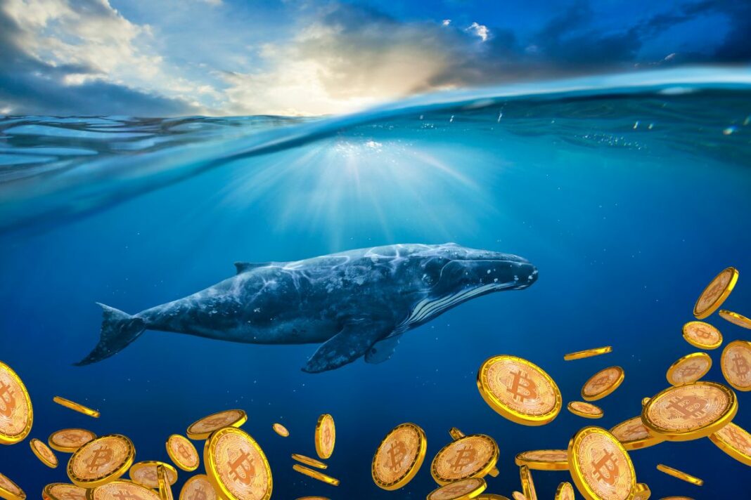 Les baleines Litecoin déplacent 50 millions de USD vers TCVR Tradecurve - canva