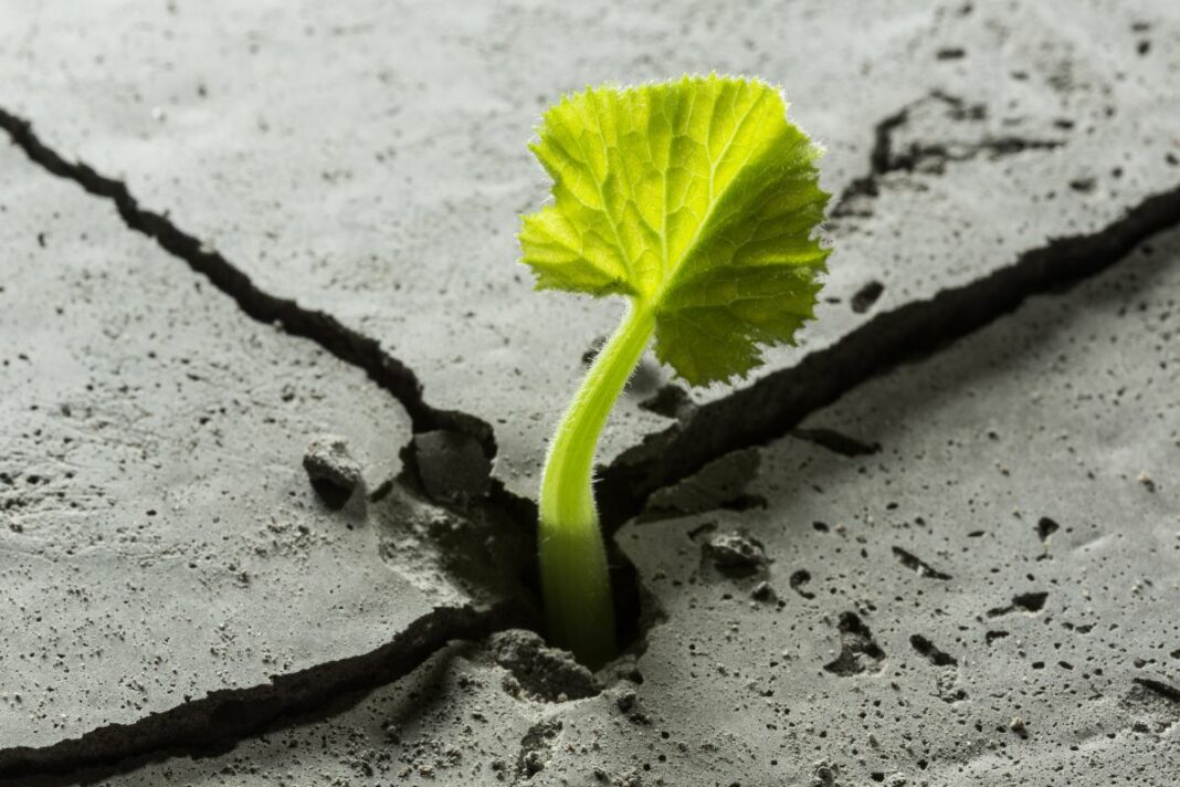L’epopée de résilience et de prospérité du Litecoin (LTC)
